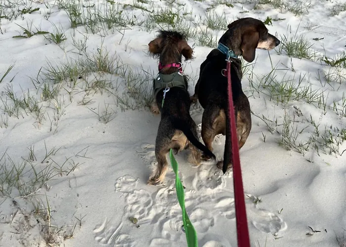 Dackel Am Deich - Strandnah - Eingezaeunter Garten - Ruhe